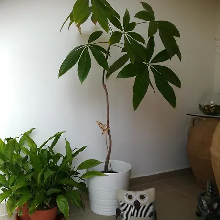 B&B Il Covo Delle Civette 4*